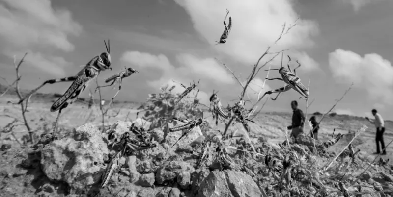 The Locust Project — Bethany Antenna System | Biontology®